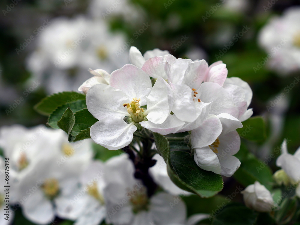 Fototapeta premium apple flowers and leaf
