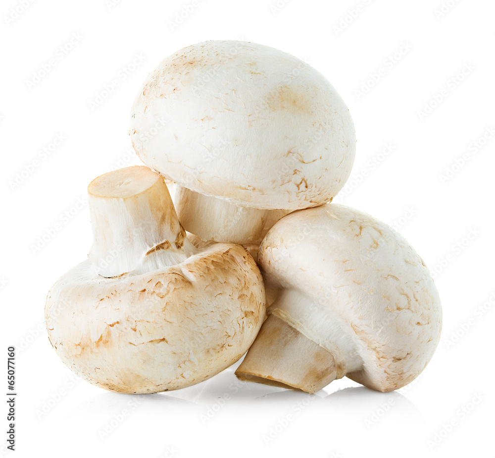 mushrooms champignons isolated mushrooms champignons isolated