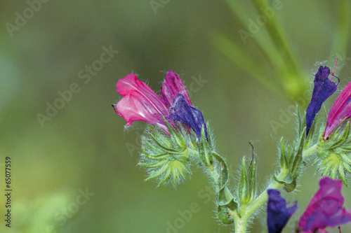 Flores de argamula, echium plantagineum, Sauceda, Hurdes
