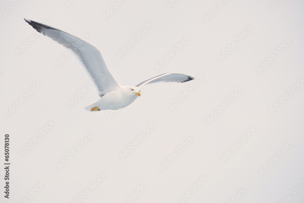 Obraz premium Seagull flying