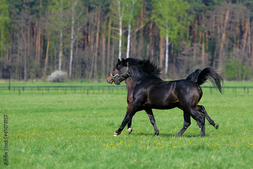 two galloping horses