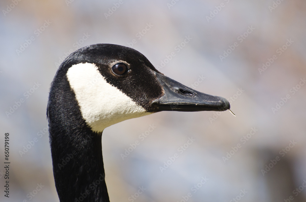 Close Up Profile of Canada Goose Close Up Profile of Canada Goose