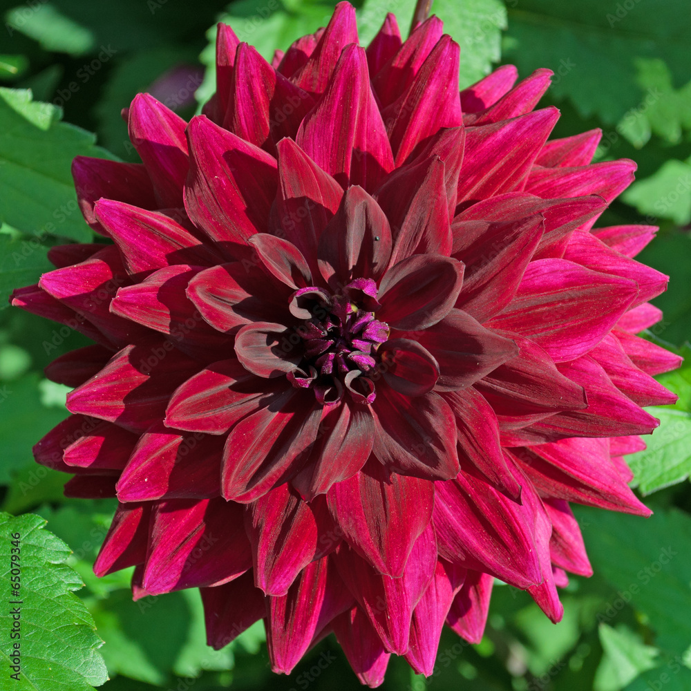 Dahlie - Dahlia Dahlie - Dahlia