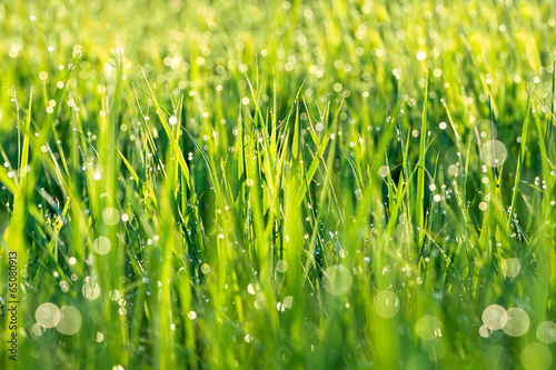 background from a green grass on a lawn