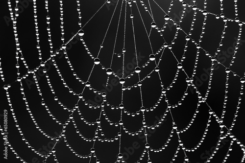 black and white background from a web with water drops