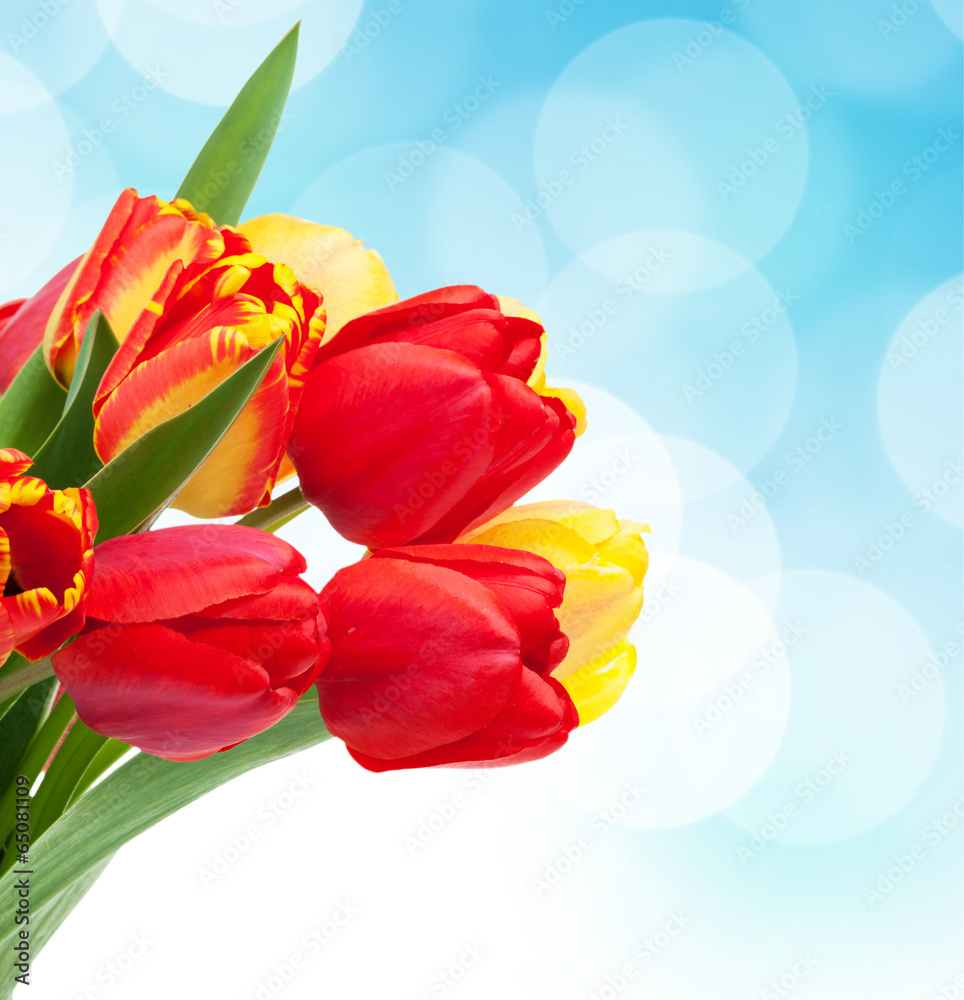 Fresh colorful tulips bouquet