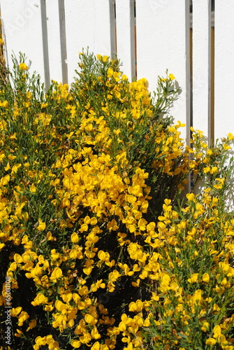 genista photo