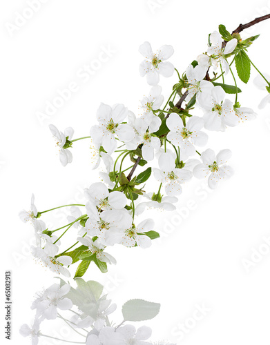 apple flowers branch on a white background