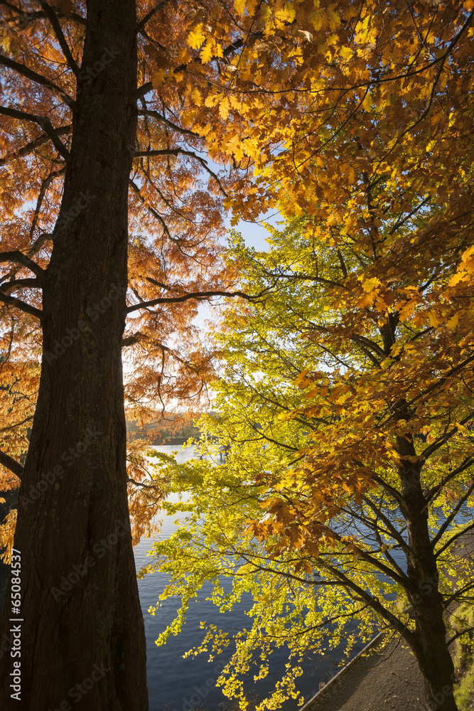 Trees backlit autumn clors.