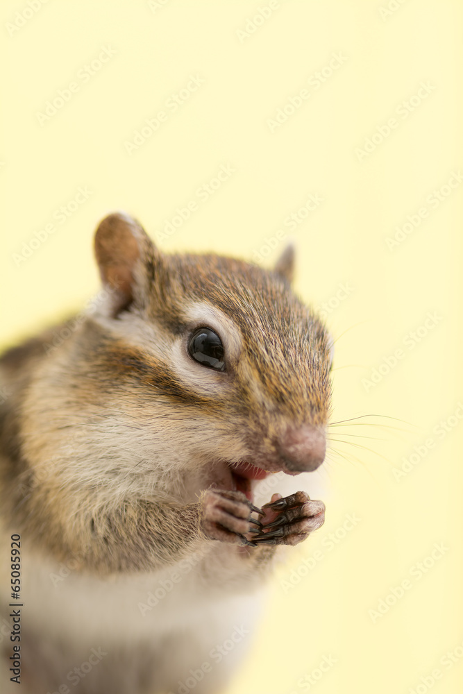 Obraz premium シマリスの横顔