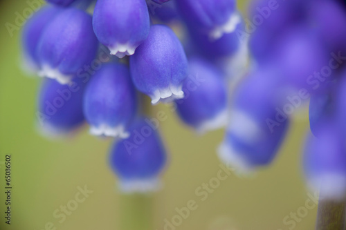 Close-up of flowers of Muscari