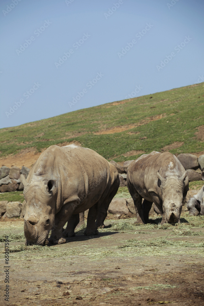 Fototapeta premium The image of animal