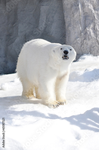 Polar bear walking on snow.