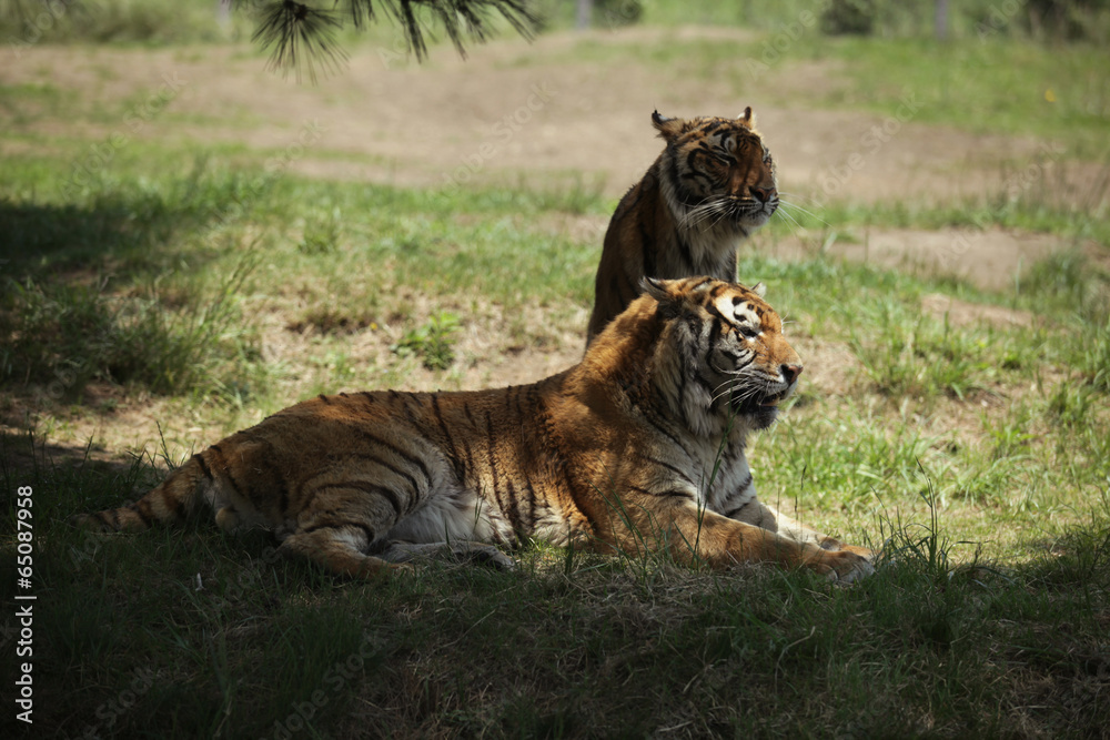 Obraz premium The image of animal