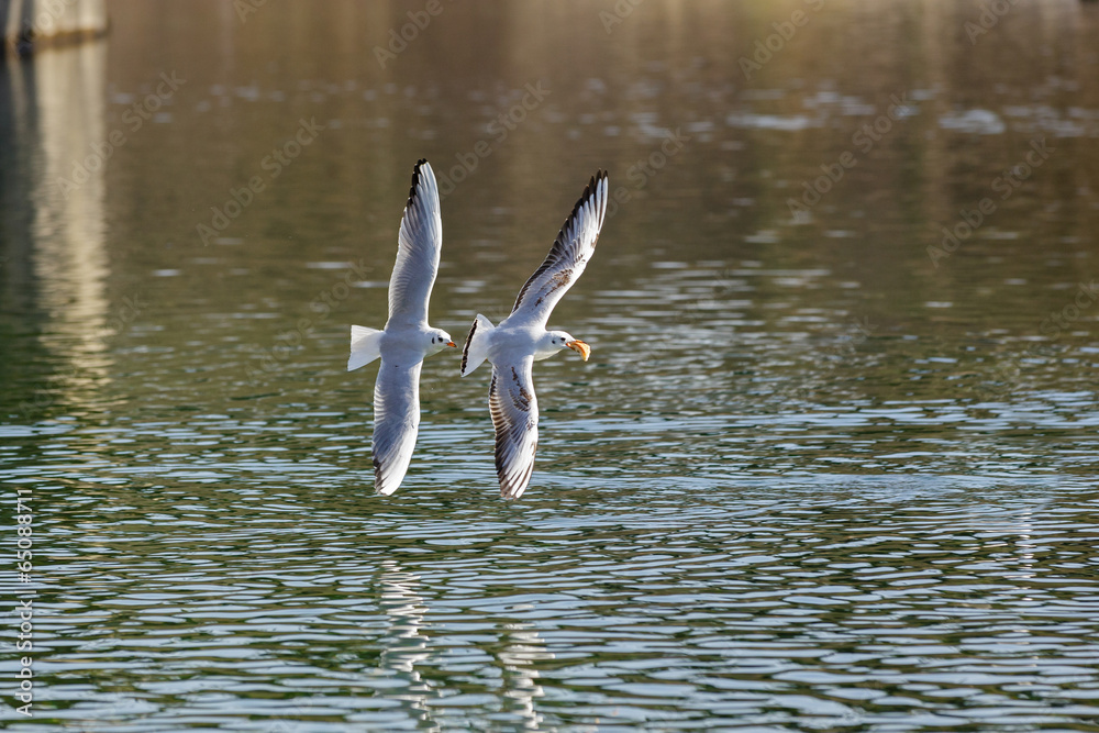gulls flying across the water gulls flying across the water