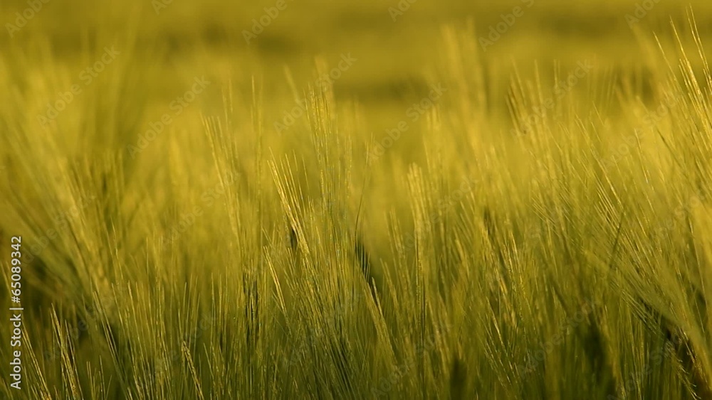 Meadow of wheat on sundown. Nature composition. Meadow of wheat on sundown. Nature composition.