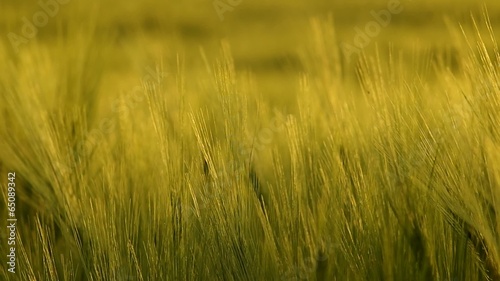 Meadow of wheat on sundown. Nature composition.