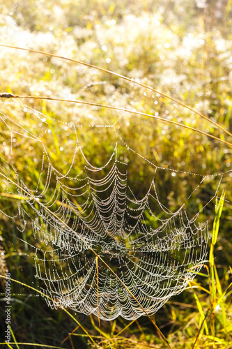 spider web on meadow