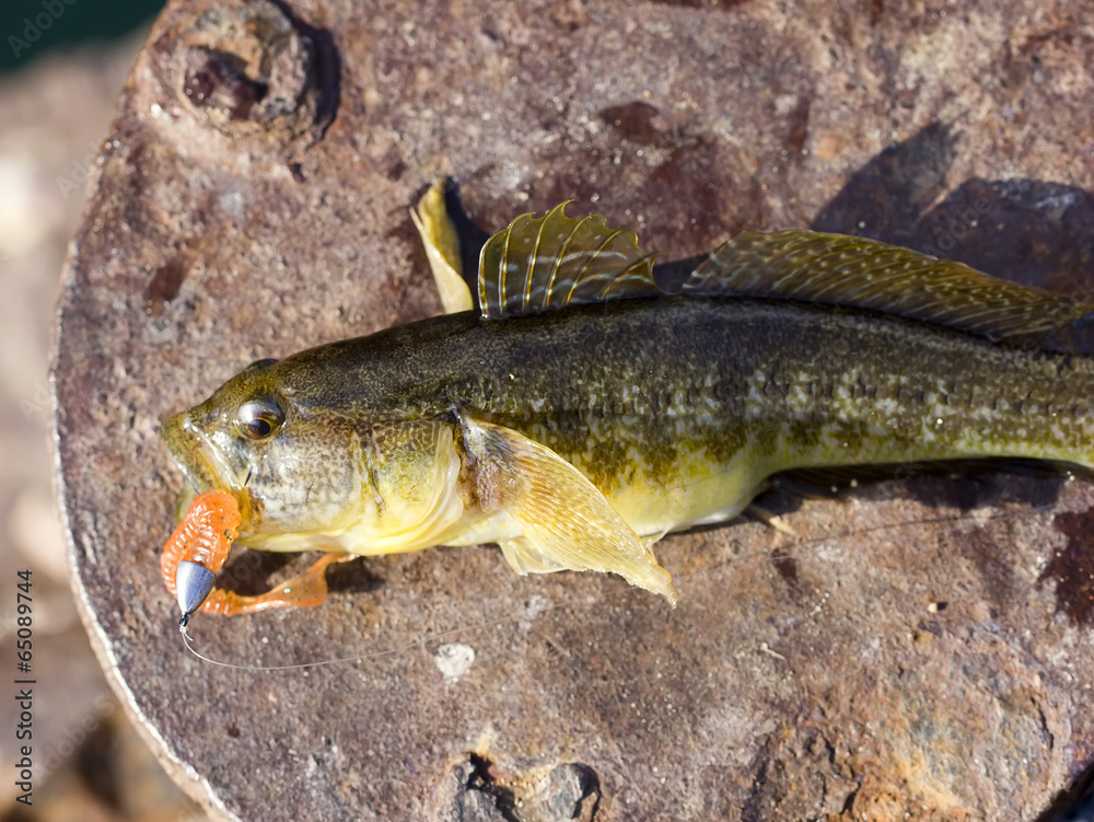 捕食魚 捕食魚