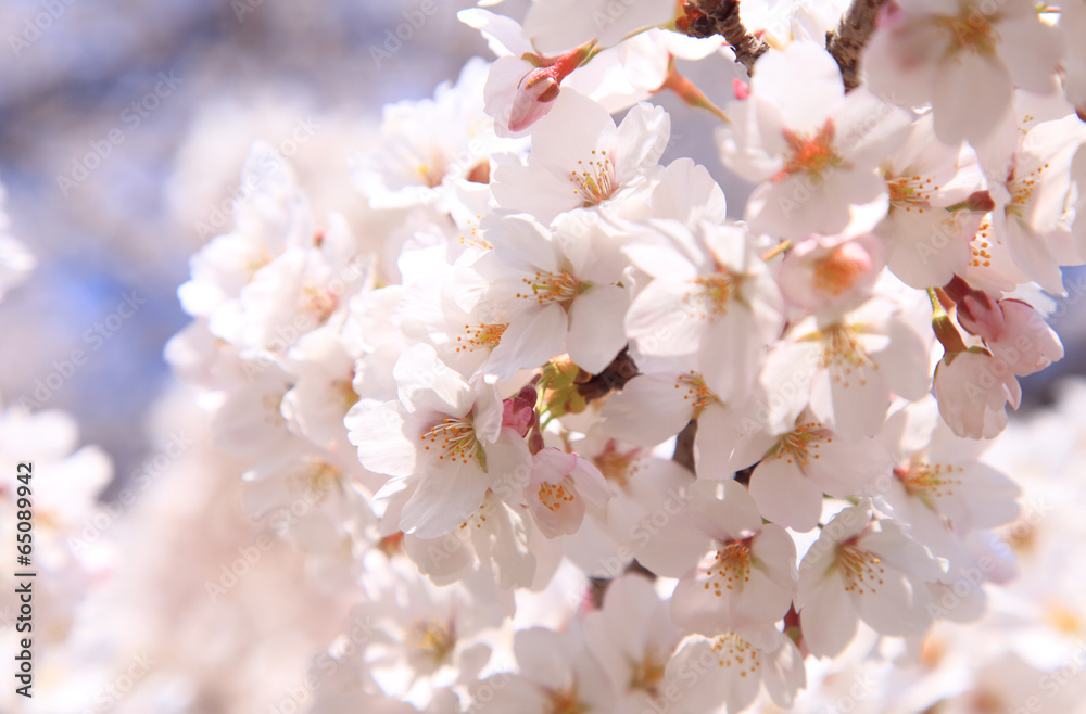 満開の桜　春
