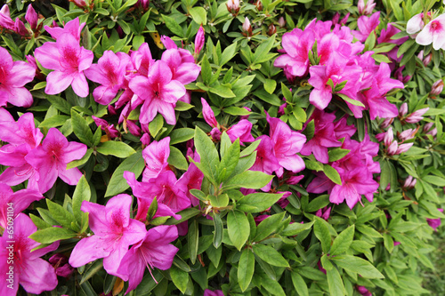 The image of beautiful nature