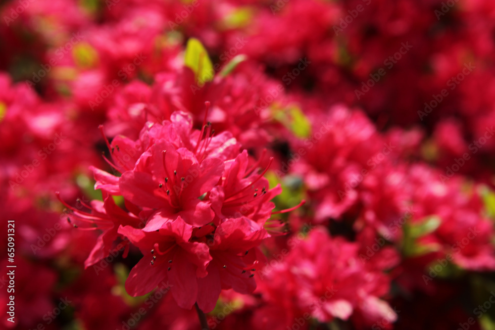 Fototapeta premium The image of beautiful nature