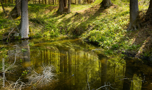 Pond in forest © dannywilde