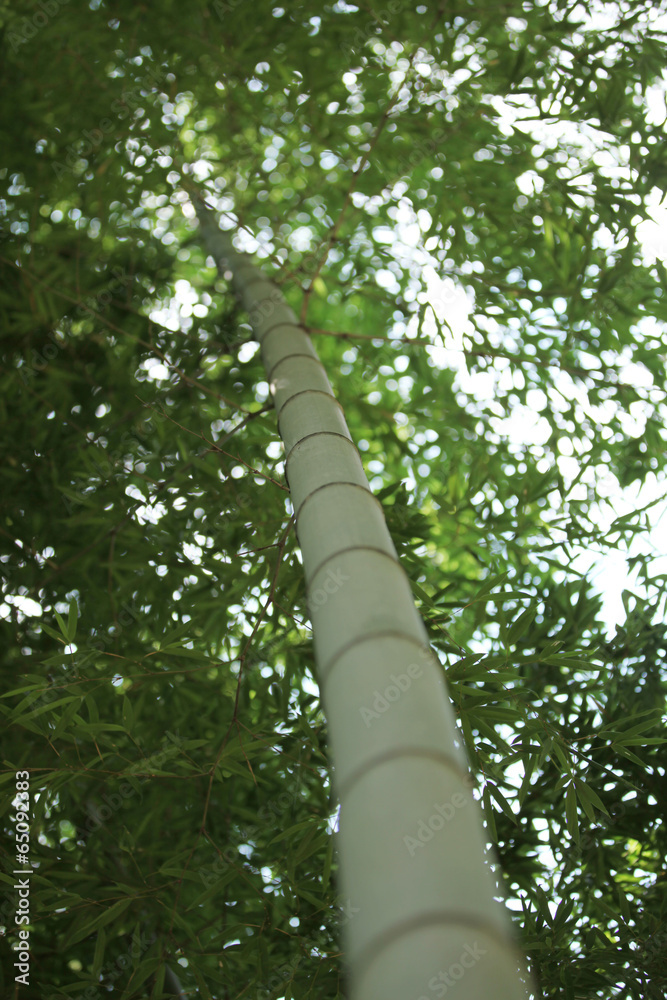 Fototapeta premium The image of beautiful nature