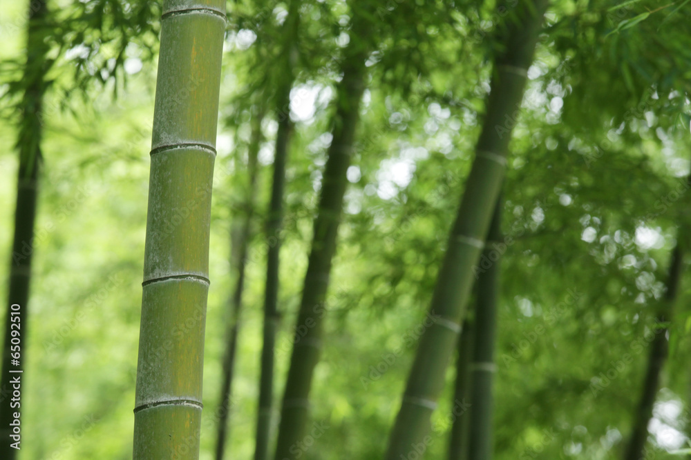 The image of beautiful nature The image of beautiful nature