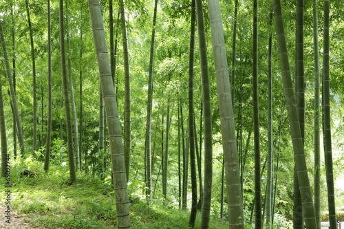 The image of beautiful nature