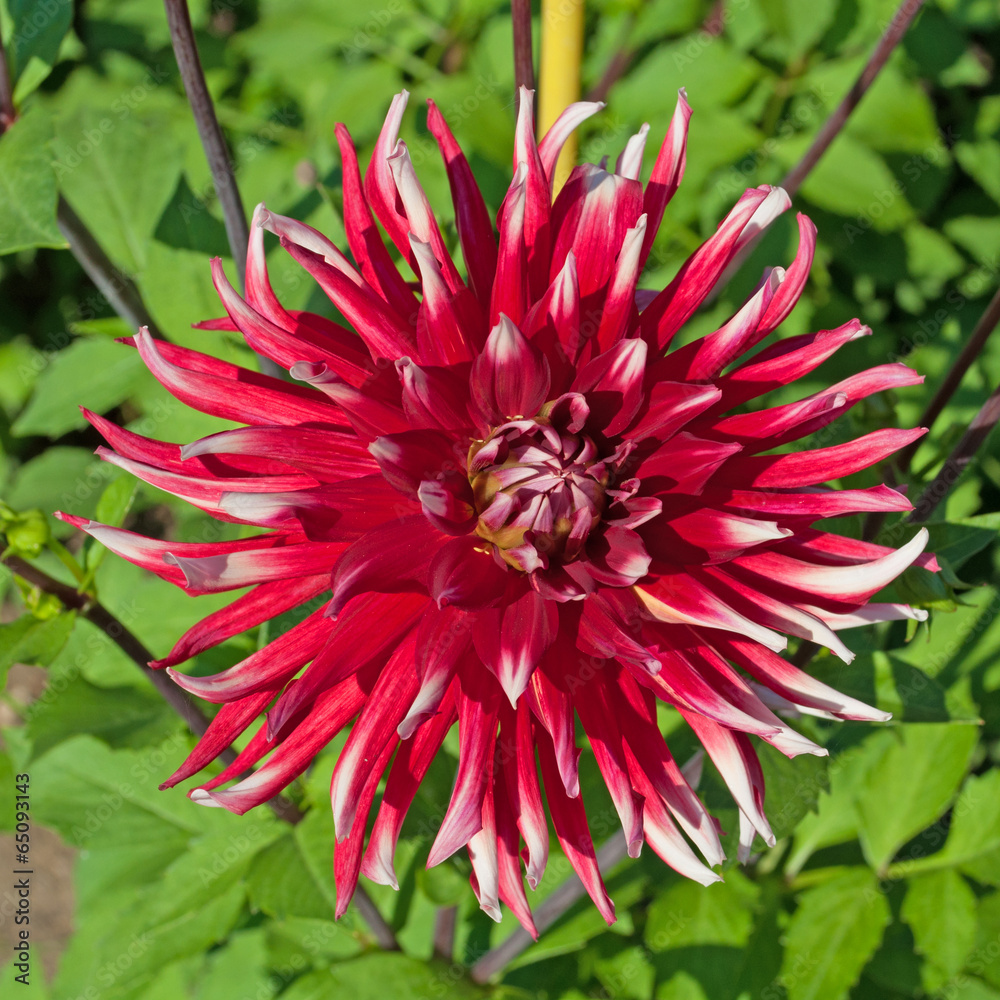 Dahlie - Dahlia Dahlie - Dahlia
