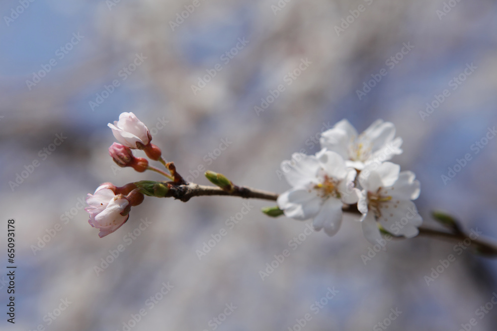 The image of beautiful nature