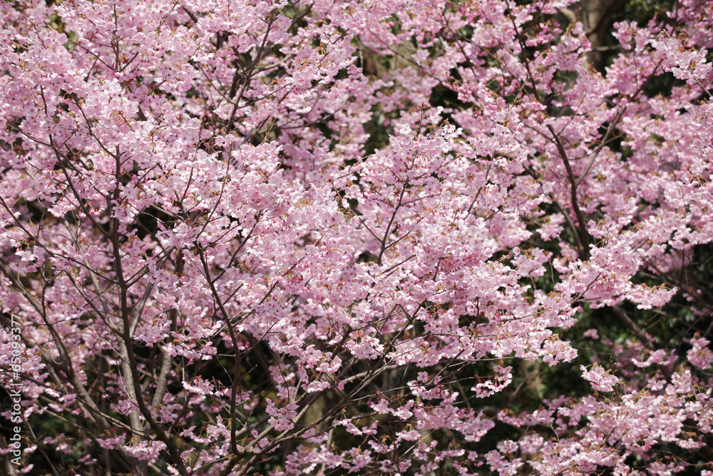 The image of beautiful nature