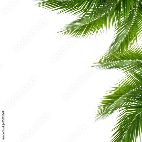 leaves of coconut tree isolated on white background