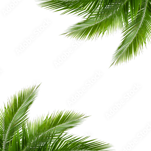 leaves of coconut tree isolated on white background