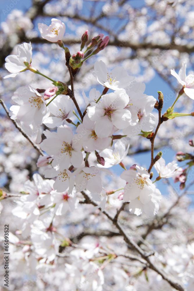The image of beautiful nature The image of beautiful nature