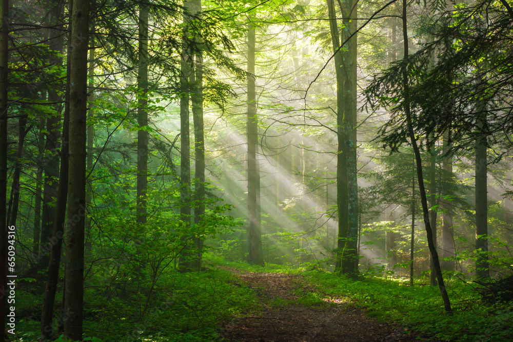Morning Sunlight Morning Sunlight