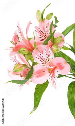 Fototapeta Naklejka Na Ścianę i Meble -  Alstroemeria flowers isolated on white