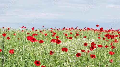 chamomile and poppy flowers meadow spring season