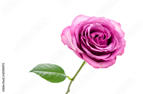 Pink rose isolated on white