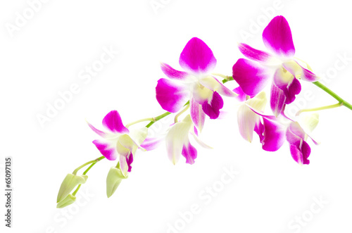 Purple orchid flower isolated white background