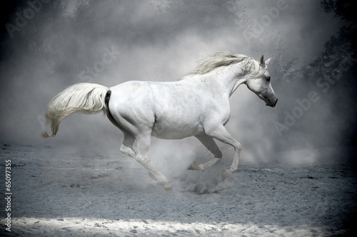 white horse in dust