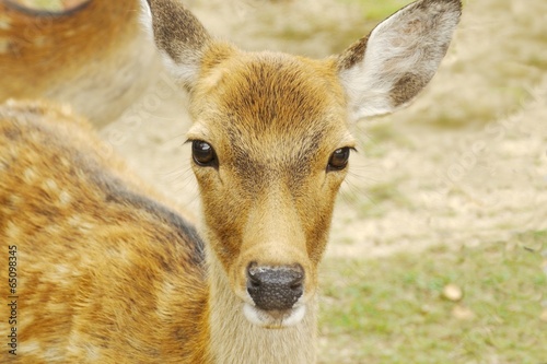 鹿の正面 Stock 写真 Adobe Stock