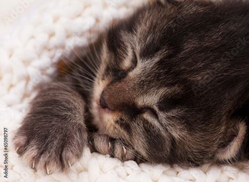 Billede på lærred Newborn kitten