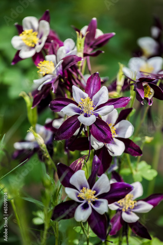 Aquilegia flowers