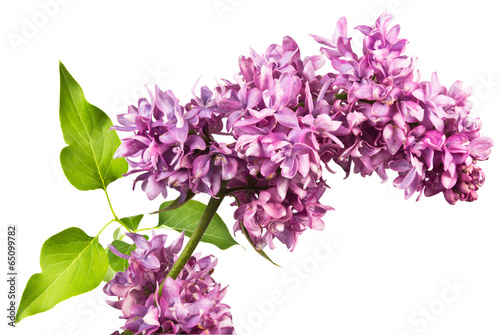 lilac and leaves