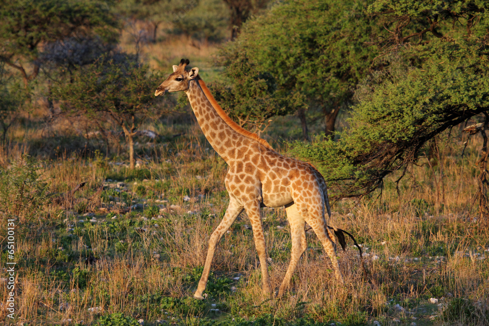 Obraz premium Giraffe