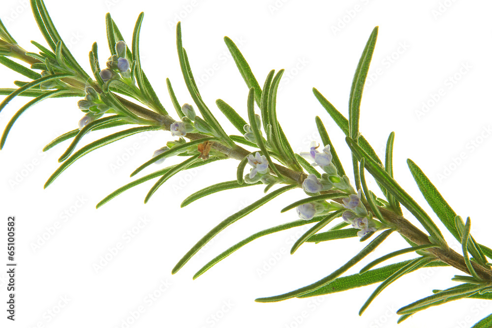 Obraz premium Rosmarin (Rosmarinus officinalis)