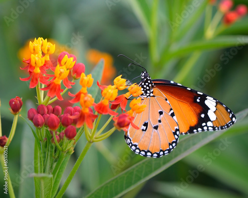 Butterfly on orange flower