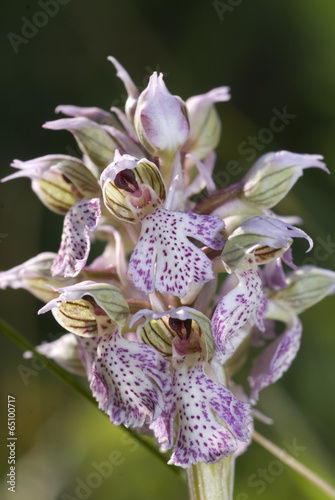 Orchidea, Neotinea lactea photo